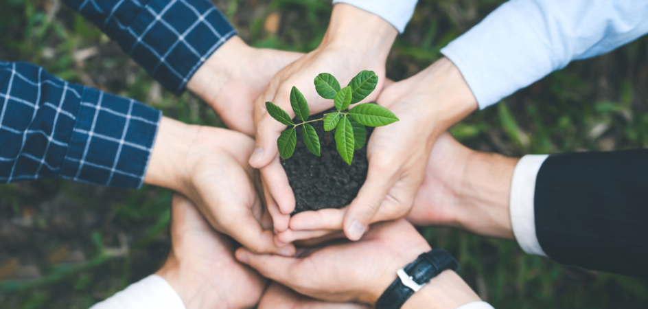 Ihmiset pitävät yhdessä käsissään multaa, josta kasvaa kasvi.