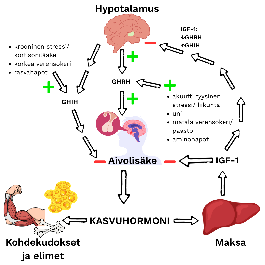 Kasvuhormonin eritys. 
