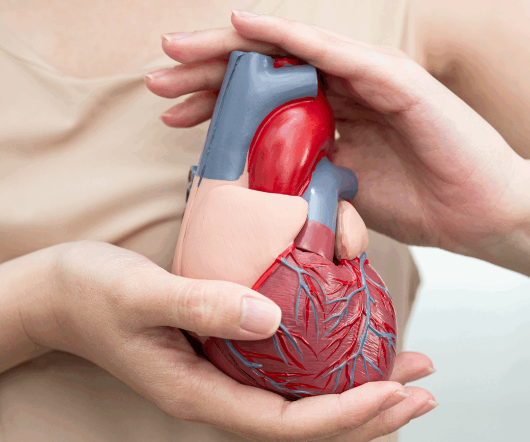 Ihmisen sydän, kuvituskuva.