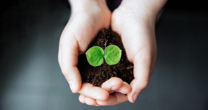 Kasvin sirkkalehdet puhkeavat.