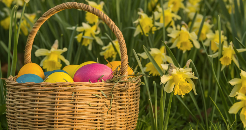 narsisseja ja kori jossa värjättyjä munia