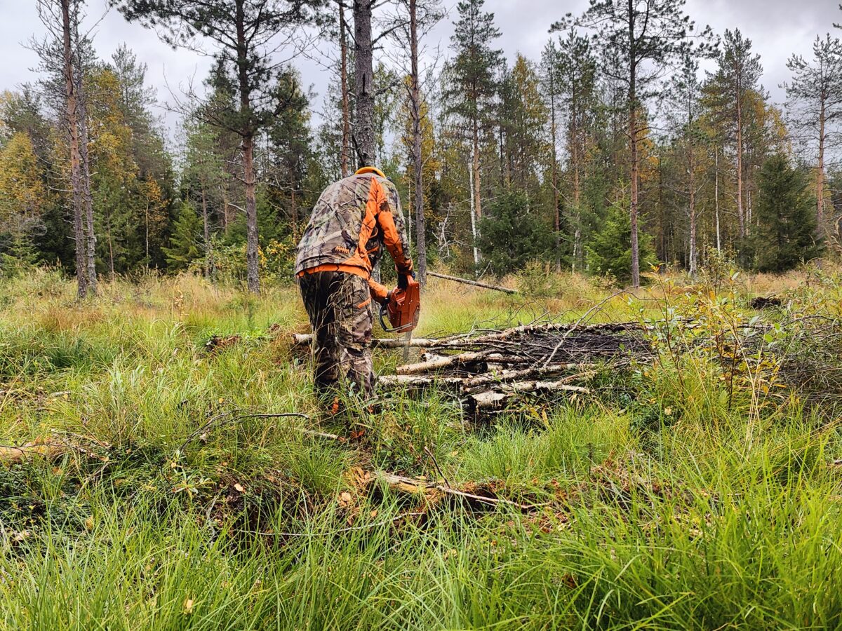 Mies tekemässä metsätöitä