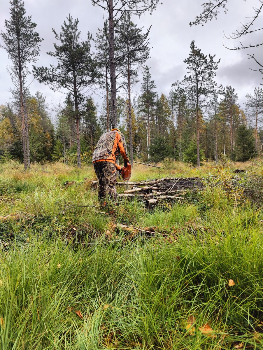 Mies tekemässä metsätöitä