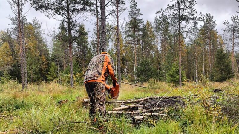 Mies tekemässä metsätöitä