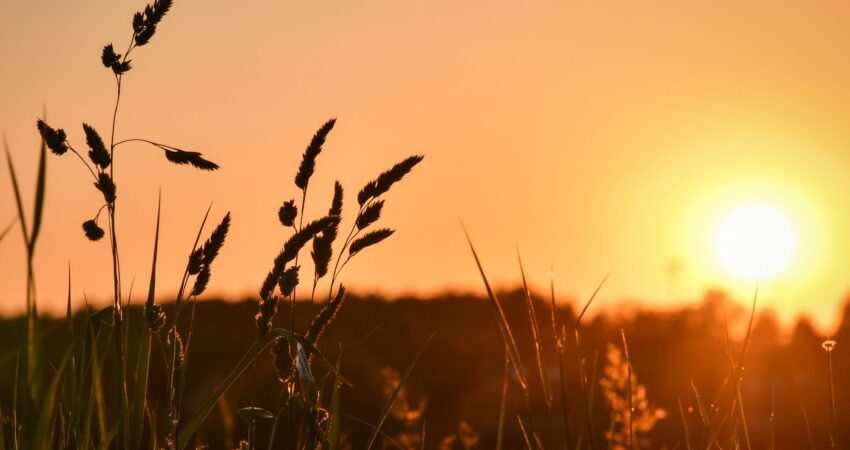 kesäinen auringonlasku, niittymaisema