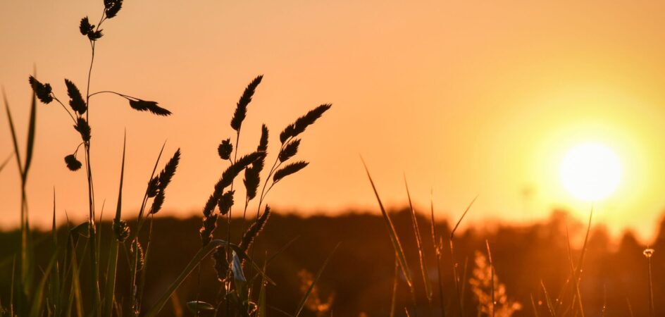 kesäinen auringonlasku, niittymaisema