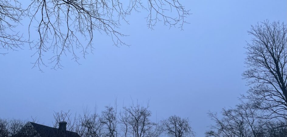 tummansininen taivas oksien takana