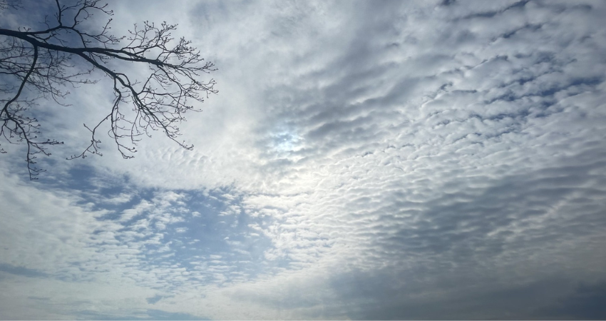 pilviä oksan takana
